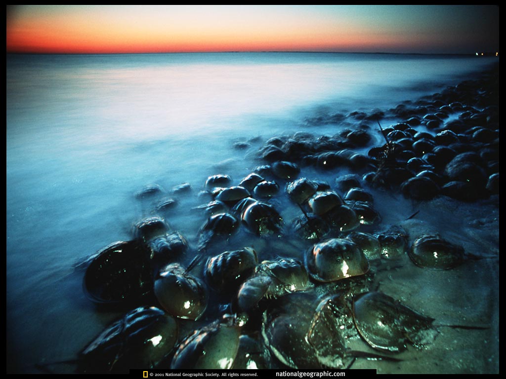 ngm1999_02p2-3.jpg