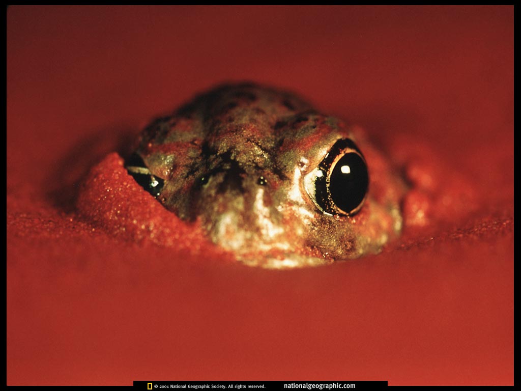 ngm1999_02p8-9.jpg