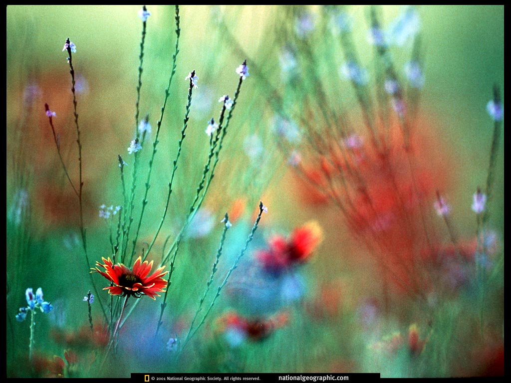 ngm1999_04p112-3.jpg