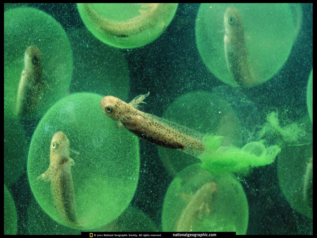 ngm1999_04p132-3.jpg