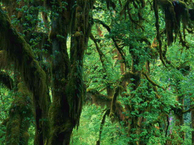 31sc065.gif