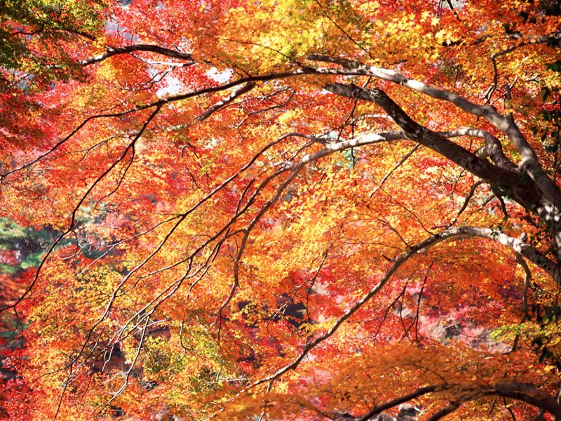 scenery36m.jpg