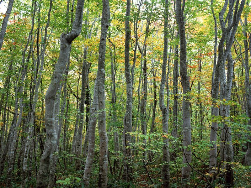 scenery40m.jpg