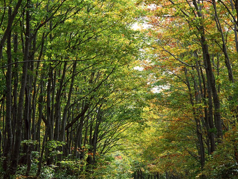 scenery41m.jpg