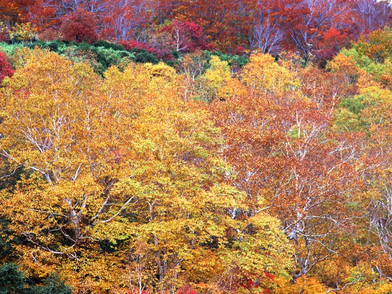 scenery42m.jpg