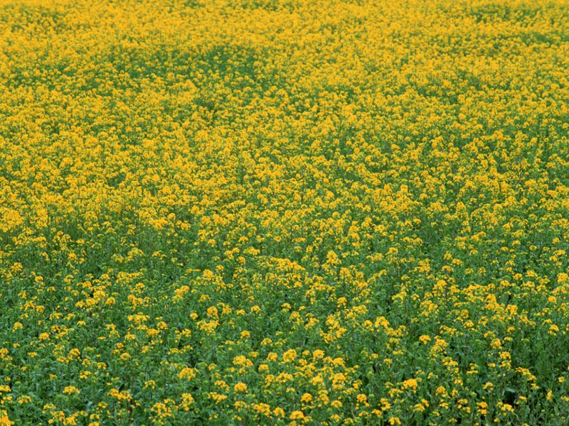 scenery44m.jpg