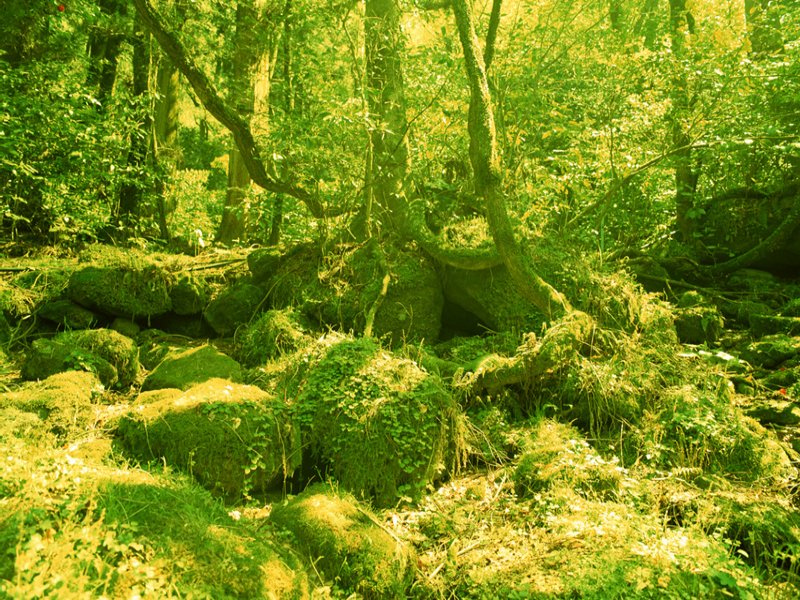 scenery45m.jpg
