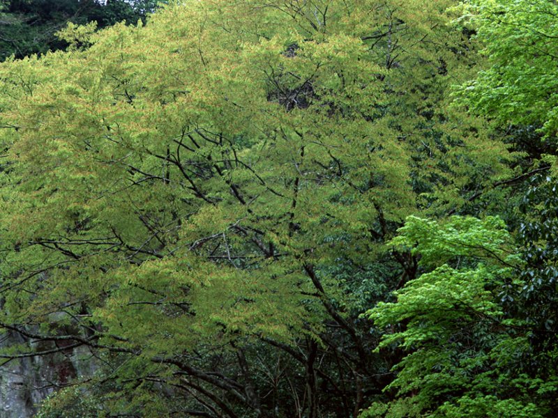 scenery48m.jpg