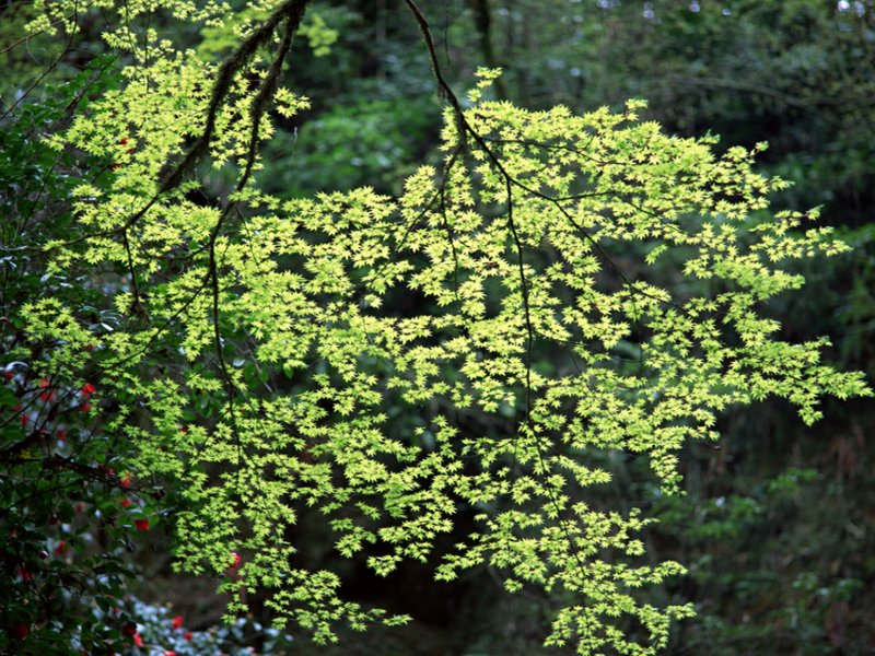 scenery49m.jpg