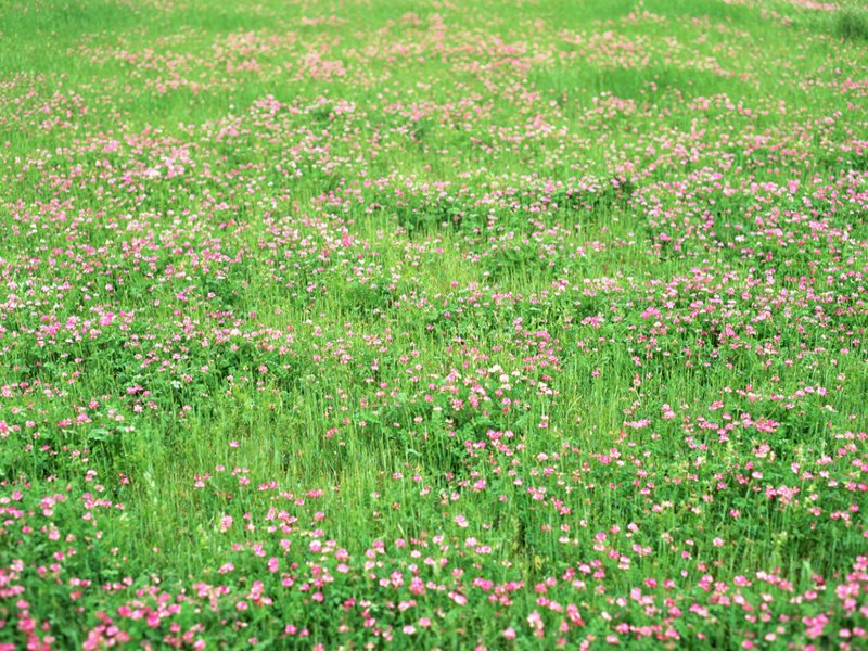 scenery50m.jpg