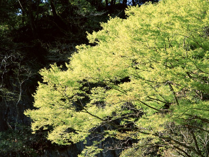 scenery51m.jpg