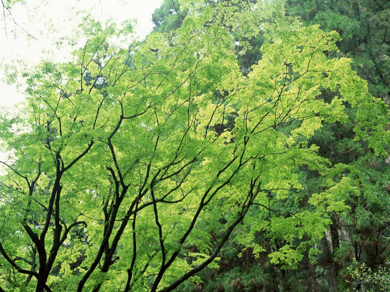 scenery54m.jpg