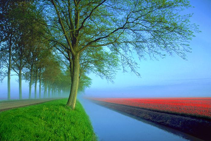 tulips.jpg